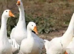 八鹅吃瓜菌娱乐圈,娱乐圈风云录