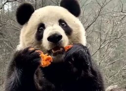 娱乐吃瓜大熊猫视频下载,萌态可掬萌翻网友