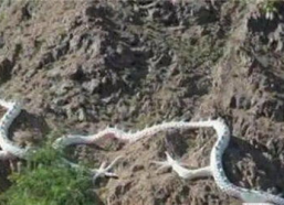 龙真的存在吗图片,龙真的存在吗？图片揭示古老传说的奥秘